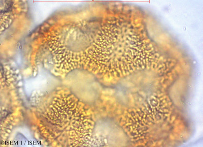 ISEM 1/Opuntia_ficus-indica_4481/Opuntia_ficus-indica_4481_0001(copy)_thumb.jpg